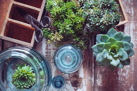 House plants, green succulents, old wooden box and blue vintage glass bottles on a wooden board, home gardening and decorating rustic style.の写真素材