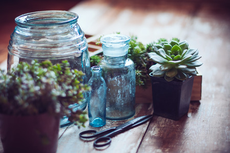 House plants, green succulents, old wooden box and blue vintage glass bottles on a wooden board, home gardening and decorating rustic style.の写真素材