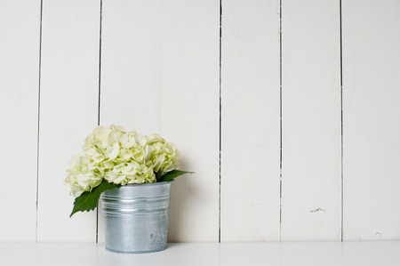 White hydrangea flower in a tin pot on an white board background