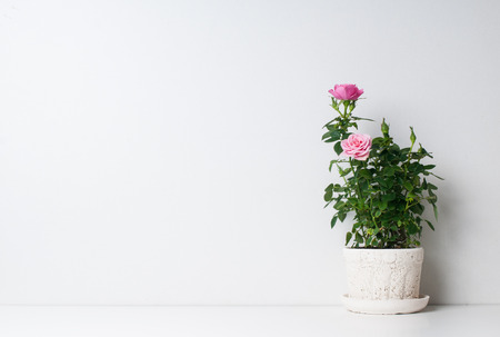 Roses in a pot on a white backgroundの写真素材
