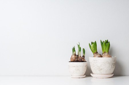 Hyacinth and narcissus sprouts in ceramic pots on a white wallの写真素材