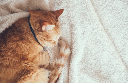 Big red cat sleeping on a soft beige blanketの写真素材