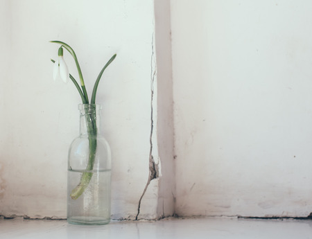 White spring flowers snowdrops in vintage glass bottles on an old wall background, interior decorationの写真素材