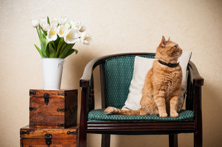 Home interior, cat sitting in an armchair, a wall and a bouquet of white tulipsの写真素材
