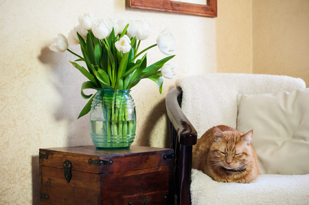 Home interior, cat sleeping in an armchair, a wall and a bouquet of white tulipsの写真素材
