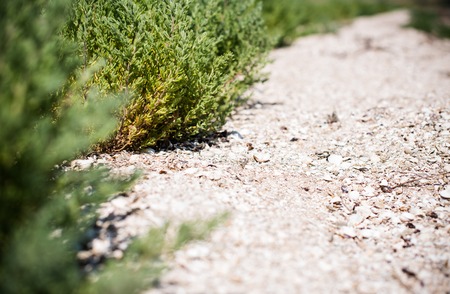 Green grass and sandy footpath closeup, gardening backgroundの写真素材