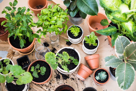 Natural plants in pots, green garden on a balcony. Urban gardening, home planting.