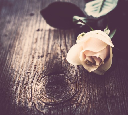 Beige rose flowers on dark old vintage wooden background with copy spaceの写真素材