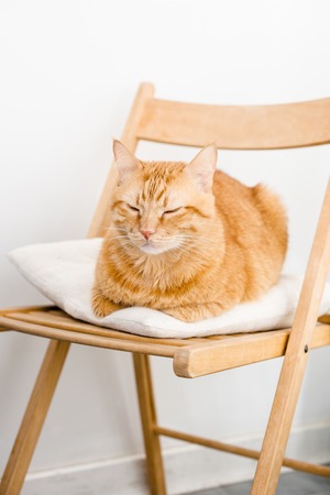 Big fat ginger cat laying on a chair sleeping.の写真素材