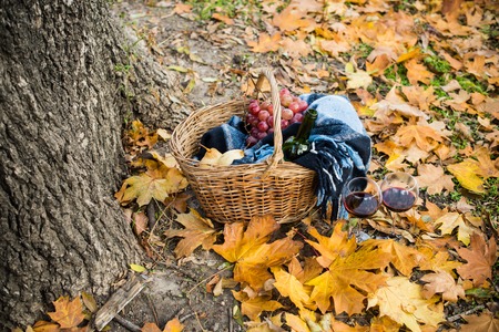Basket with a blanket, wine, grapes and glasses on yellow autumn leaves. A cozy autumn picnic in the park, a warm autumn day.の写真素材