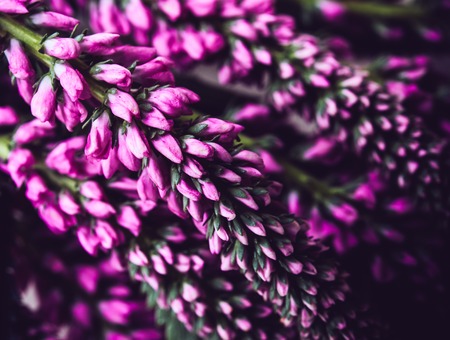 Bouquet of small spring purple flowers, macro shotの写真素材