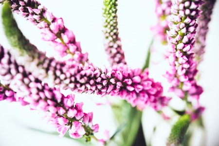 Bouquet of small spring pink flowers isolated on white background close-upの写真素材