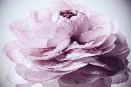 Soft pastel pink buttercup flower macro shot, tender spring flowers closeup, vintage filteredの写真素材