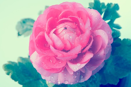 Bright vivid pink buttercup flower macro shot, tender spring flowers closeup, vintage filteredの写真素材