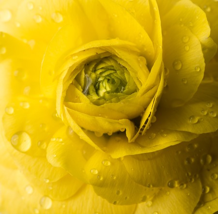 Bright vivid yellow buttercup flower macro shot, tender spring flowers closeupの写真素材