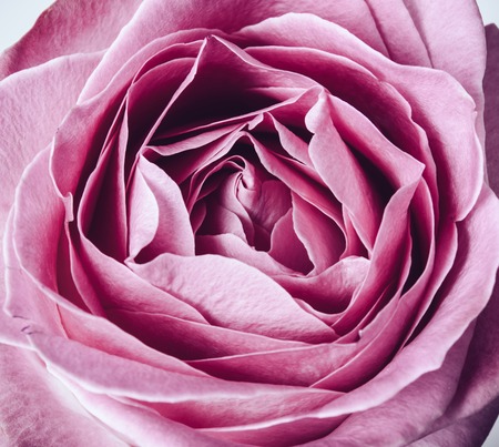 Beautiful fresh pink rose macro shot, elegant wedding decor backgroundの写真素材