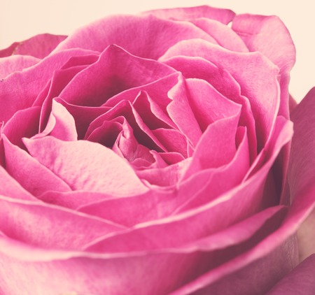 Beautiful fresh pink rose macro shot, elegant wedding decor backgroundの写真素材