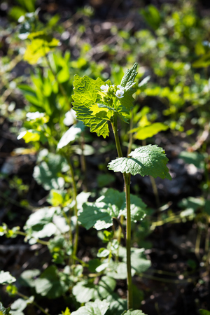 Small wild flowers and grass, springtime forest in sunny dayの写真素材