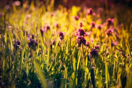 Wild purple flowers in the green grass, spring forest on a sunny day, vintage filtered closeupの写真素材