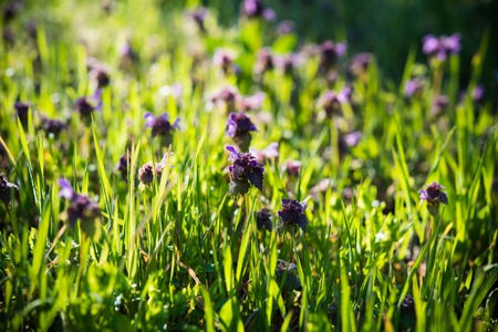 Wild purple flowers in the green grass, spring forest on a sunny day, closeup
