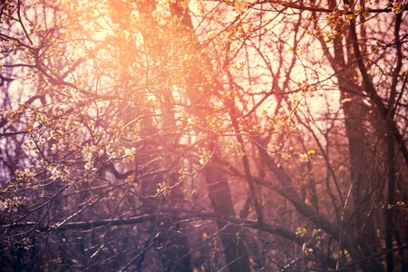 Blooming apricot tree garden on a sunny spring day, nature background