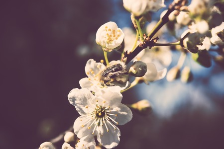 Large beetle in an apricot tree flower, garden on a sunny spring dayの写真素材