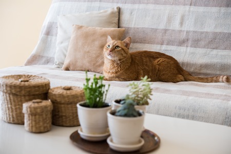 Big lazy ginger cat laying on a sofa in a living room, cozy home interiorの写真素材