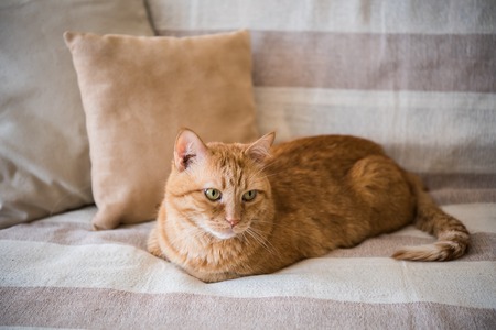 Big lazy ginger cat laying on a sofa in a living room, cozy home interiorの写真素材