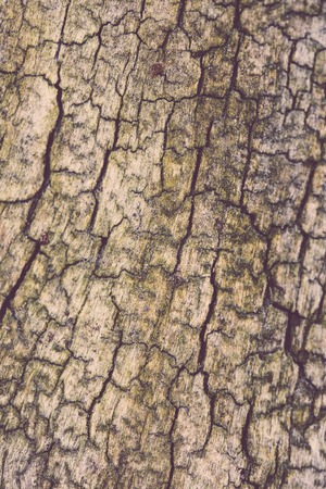 Texture of tree bark with cracks and roughness, natural abstract background