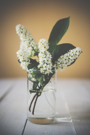 Flowering branch of bird cherry in a glass of water