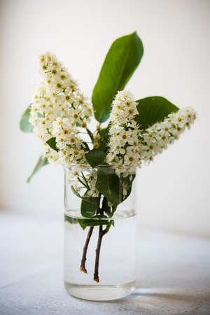Flowering branch of bird cherry in a glass of waterの写真素材