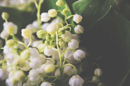 A bouquet of fresh lilies of the valley closeupの写真素材