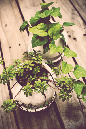 Natural green plants on an old vintage wooden board, gardening backgroundの写真素材