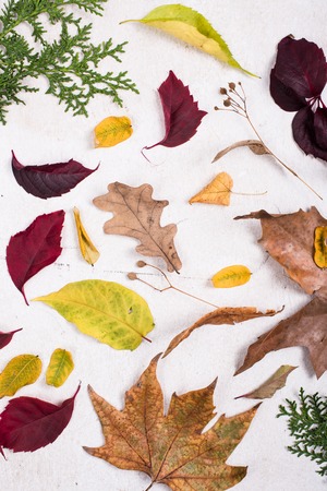 Colorful autumn leaves on white board, fall nature background