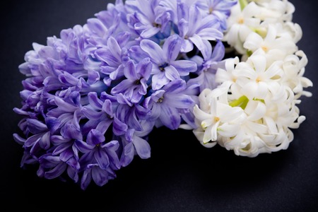 Purple and white hyacinth flowers on black backgroundの写真素材