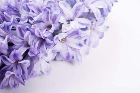 Purple hyacinth flowersの写真素材