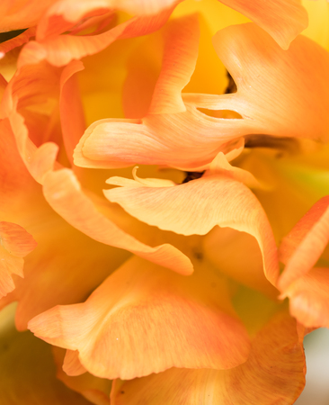 Orange tulip petals macro shotの写真素材