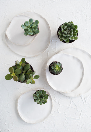 Minimalistic still life with ceramic plates and green succulentsの写真素材