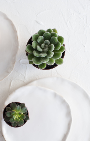 Minimalistic still life with ceramic plates and green succulentsの写真素材