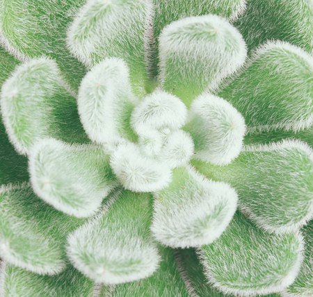 Green leaves of succulent, macro shotの写真素材