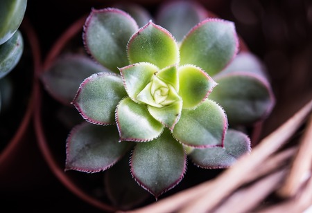 Green house plants potted, succulents in a basketの写真素材