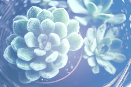 Green house plants potted, succulents in a basketの写真素材