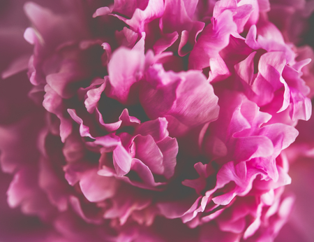 pink peony flower petals macro shot, elegant natural floral weddの写真素材