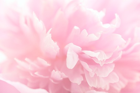 pink peony flower petals macro shot, elegant natural floral weddの写真素材