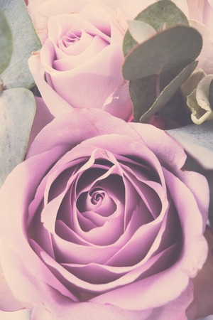 Fresh pink roses macro shot, summer flowers, vintage styleの写真素材