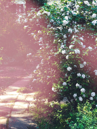 White flowers on blooming booshes in spring, traditional garden