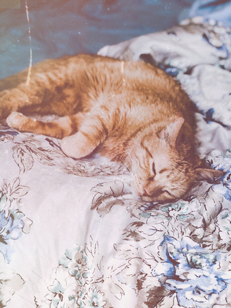 Cute ginger home cat sleeping on bedの写真素材