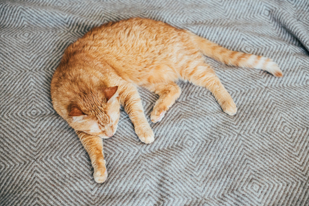 Big ginger cat laying on bed blanket sleepingの写真素材