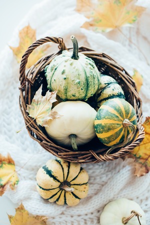 Autumn leaves and small decorative pumpkins on warm cozy knit swの写真素材