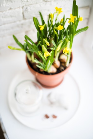 Fresh natural yellow daffodils in ceramic pot on white tableの写真素材
